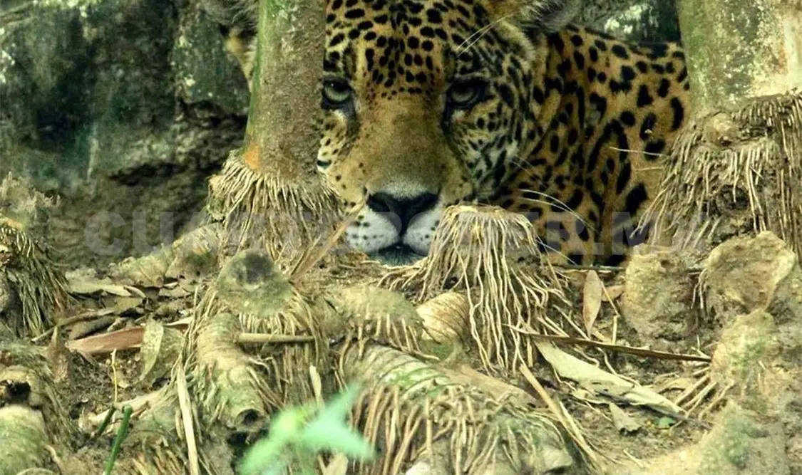 Nadie por encima de ley ecológica