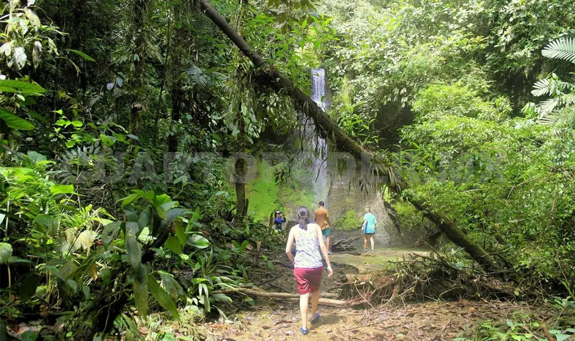 El Tren Maya necesita plan ambiental alterno
