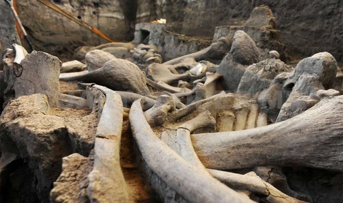 El mamut se exhibe en la Casa de Cultura Víctor Urbán Velasco. Cortesía
