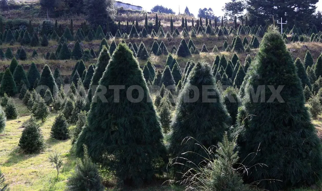 Baja venta de árboles navideños por incremento en precios