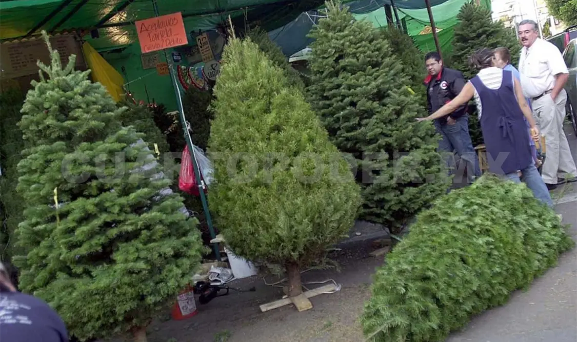 Revisan árboles de navidad contra plagas