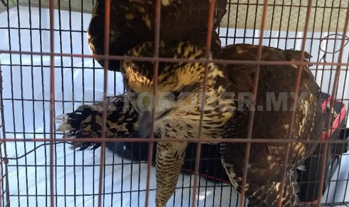 Recibe ZooMAT a águila herida
