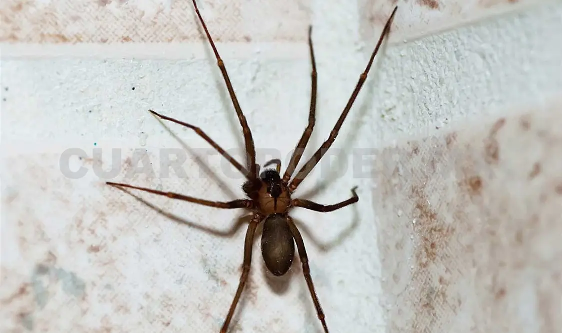 La araña “violinista” es incluso más peligrosa que la viuda negra. Guillermo Ramos / CP