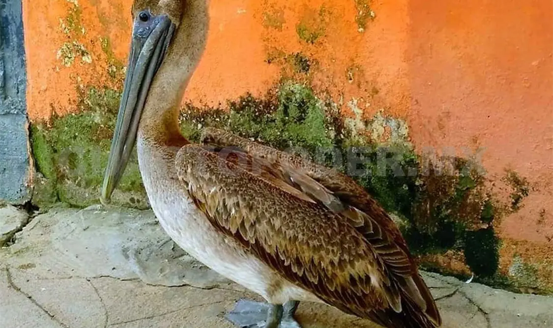 Aparece ave silvestre ‘perdida’ en Copoya