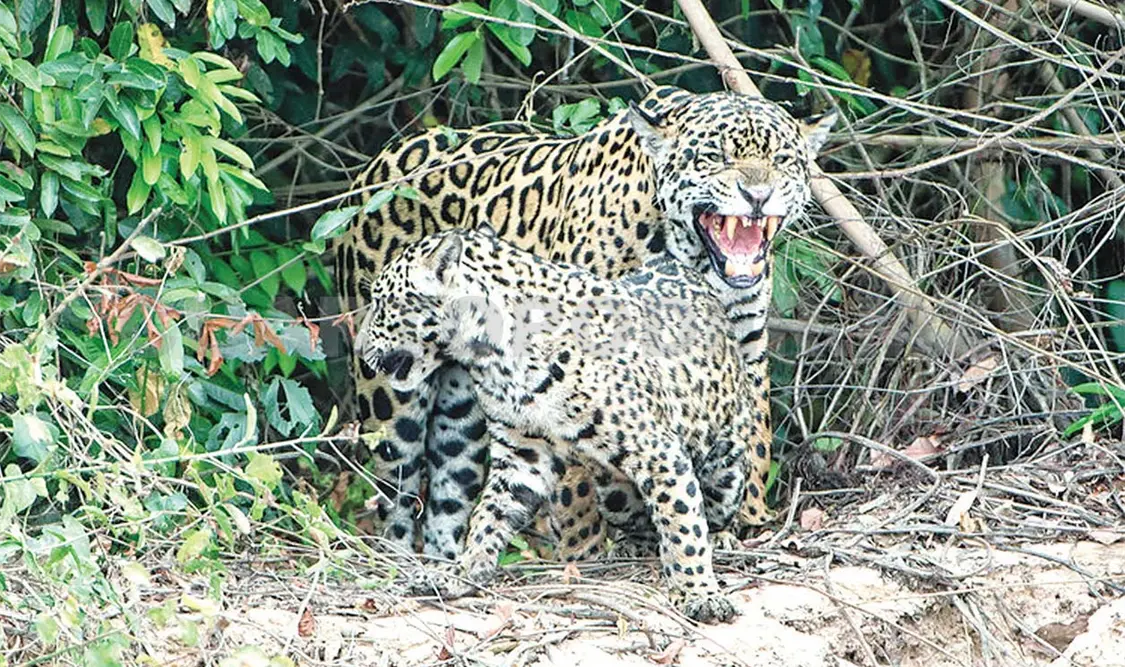 En Chiapas se ha buscado ampliar las áreas naturales para lograr incrementar la población del jaguar. CP