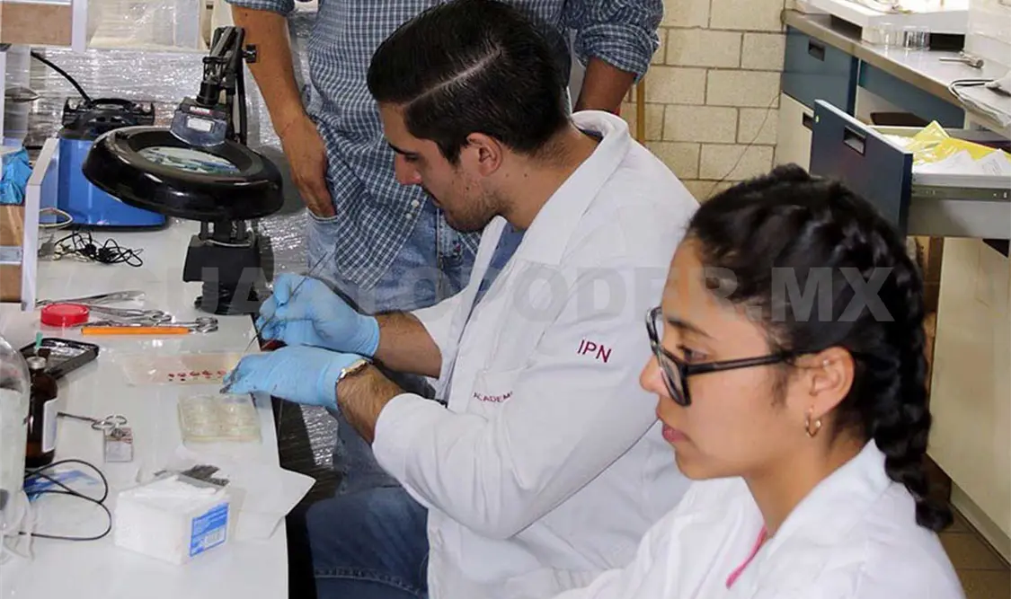 Buscan nuevos tratamientos para la esquizofrenia