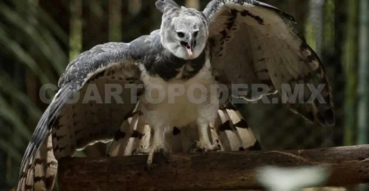 En pausa, reinserción de Águila Arpía en Chiapas