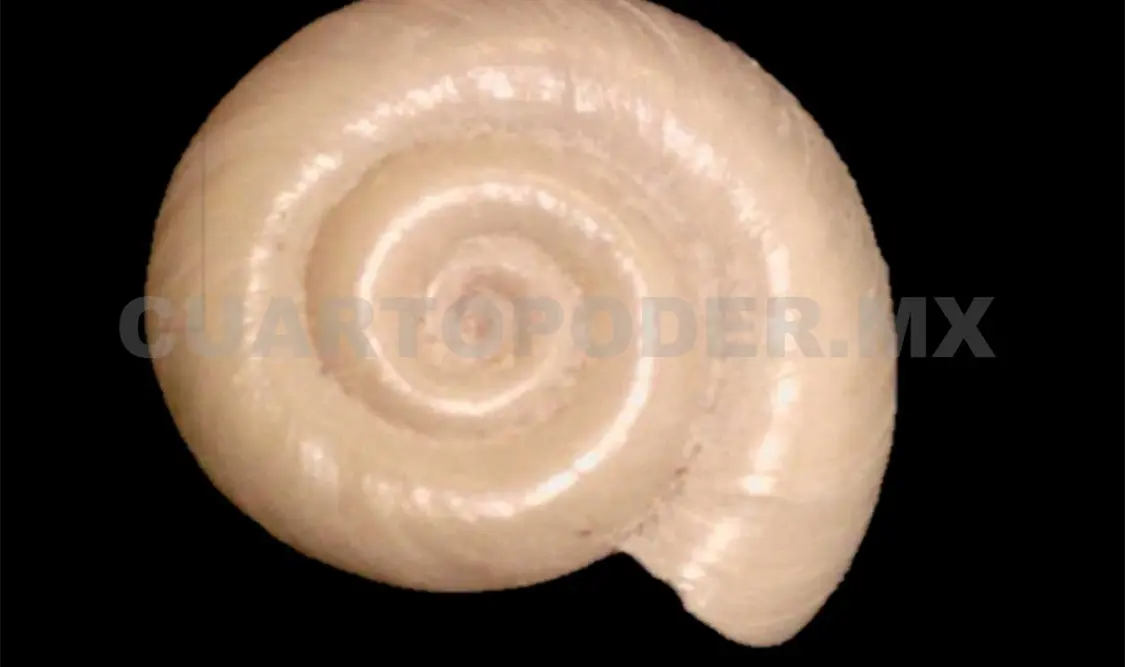 Los micromoluscos son excelentes indicadores de paleoambientes. Cortesía