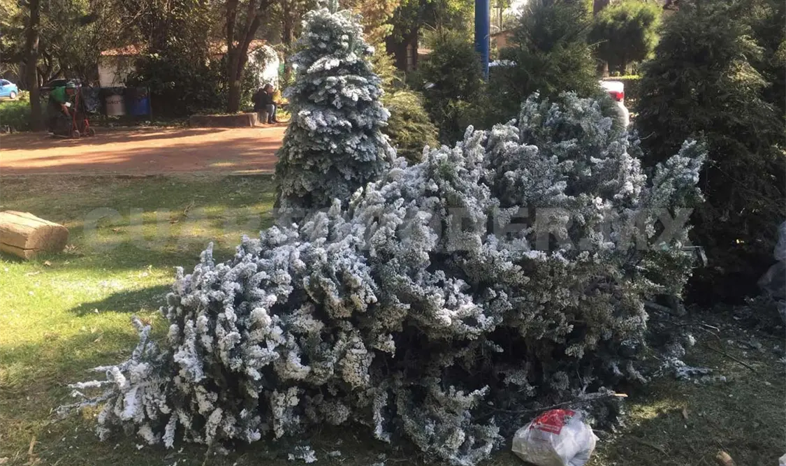 Inicia reciclaje de árboles de Navidad