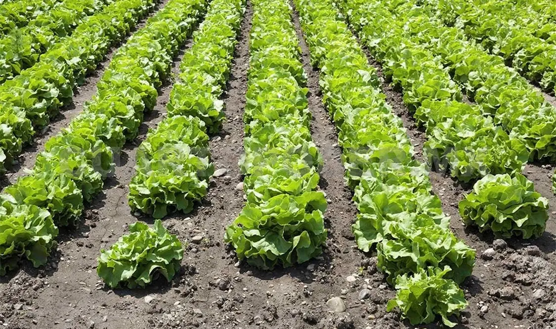 Soyeros esperan mejor producción para este año