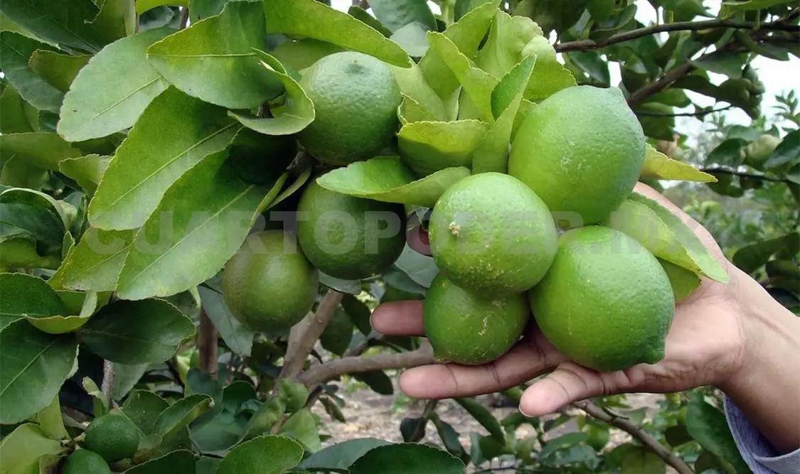 Precios del limón se podrían “disparar”