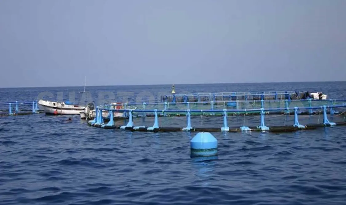 Se busca disminuir la pesca furtiva, informa la Conapesca. Agencias