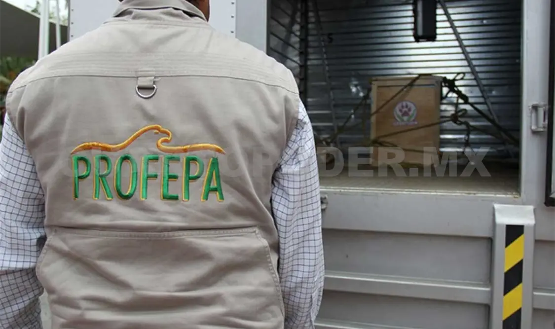 Denuncian a empleados de Profepa por extorsión