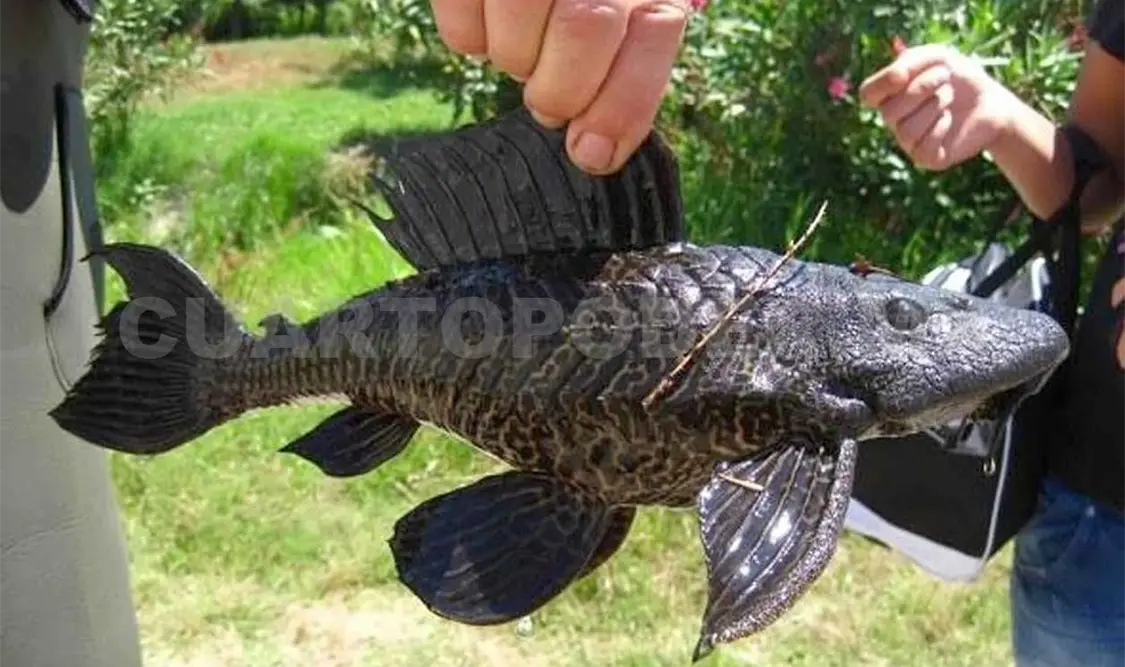 Pez diablo, especie invasora en Chiapas