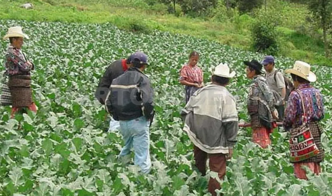 Apoyos directos fortalecerán al campo, señalan