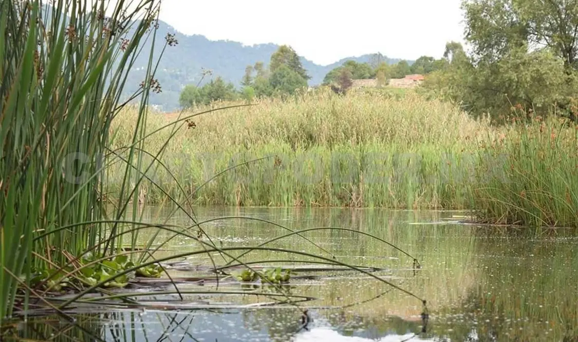 Buscan solución a la problemática ambiental
