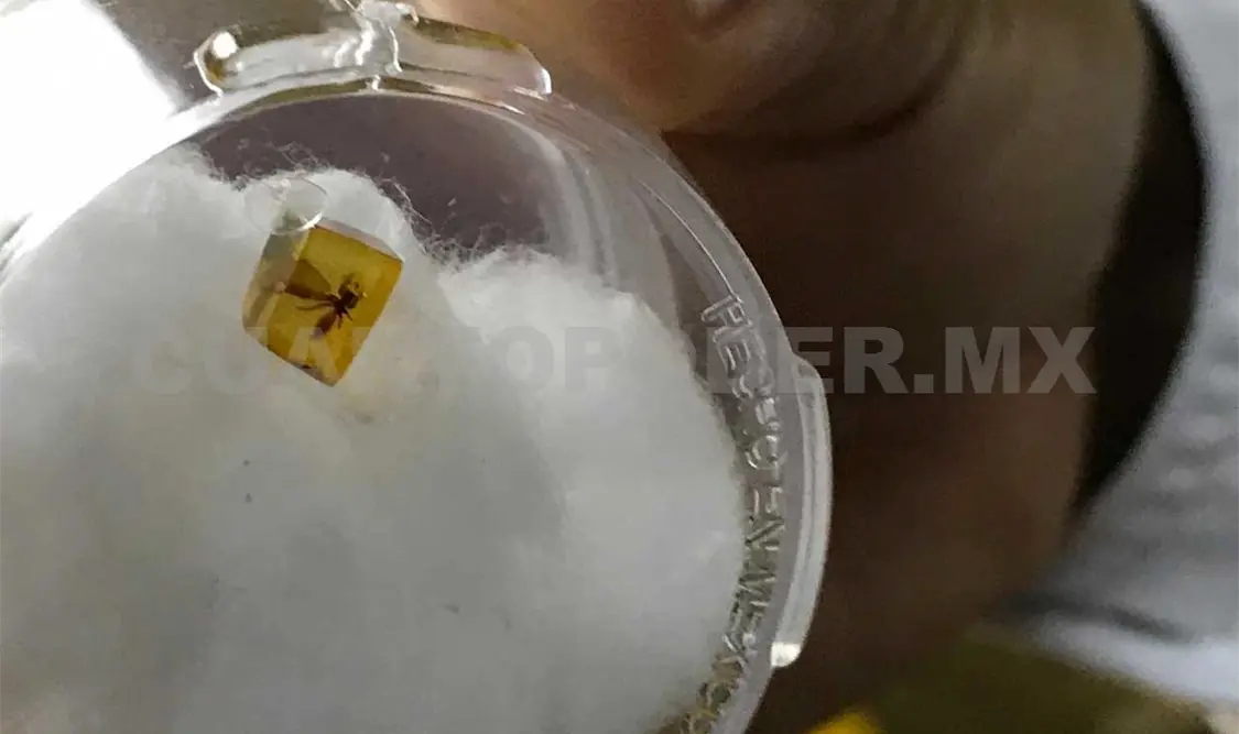 Descubren araña encapsulada en pieza de ámbar