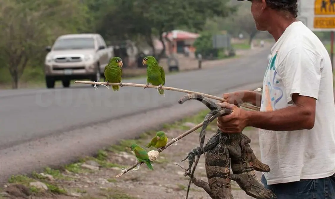 Tráfico ilegal amenaza vida silvestre en Chiapas