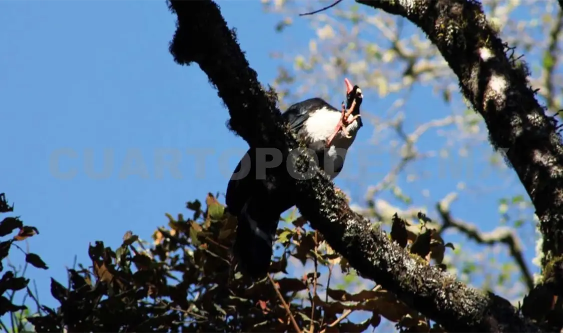 Cumple Biosfera del Volcán Tacaná 16 años