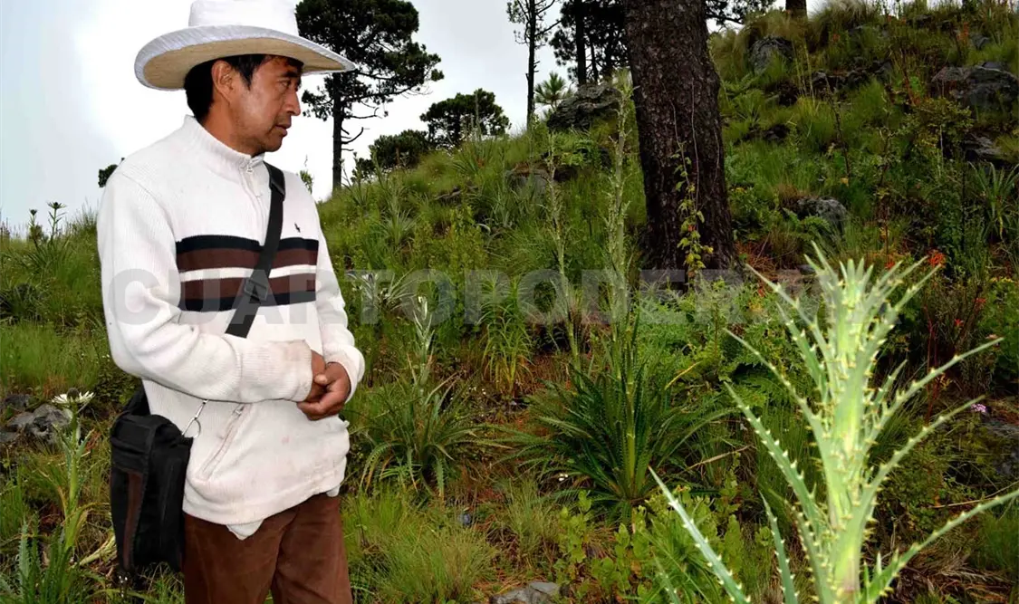 Medicina natural, riqueza de un bosque bajo amenaza