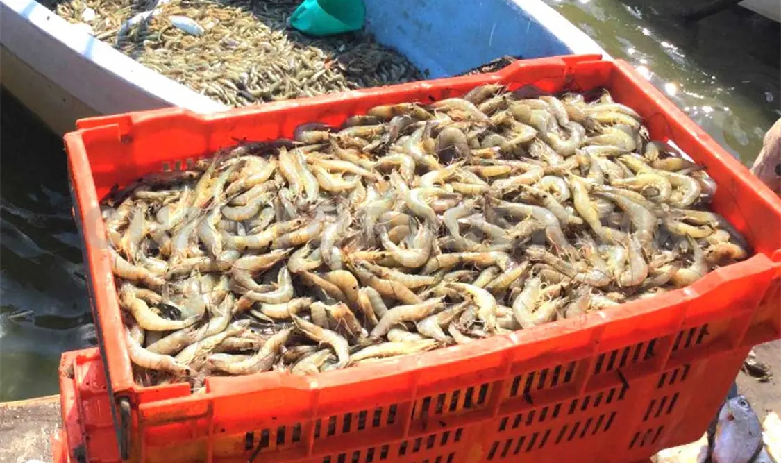 Activarán apoyos ante la veda de especies marinas
