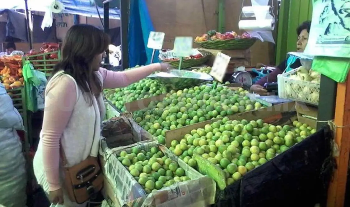 Productores requieren viveros para producir limón persa