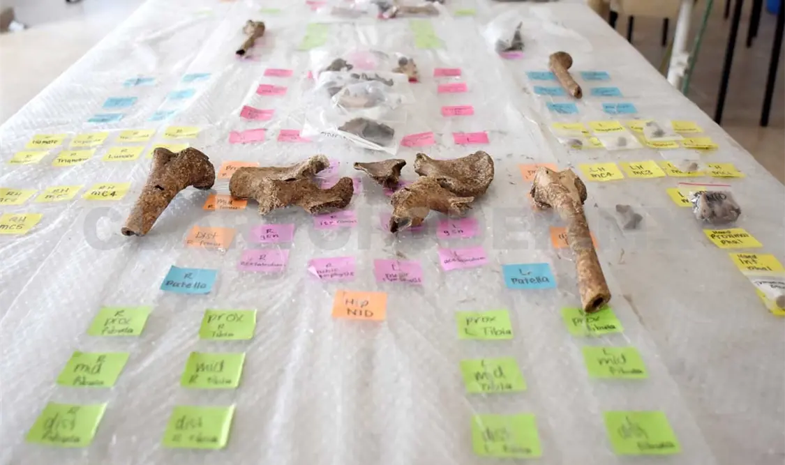 Van por ADN de restos óseos descubiertos