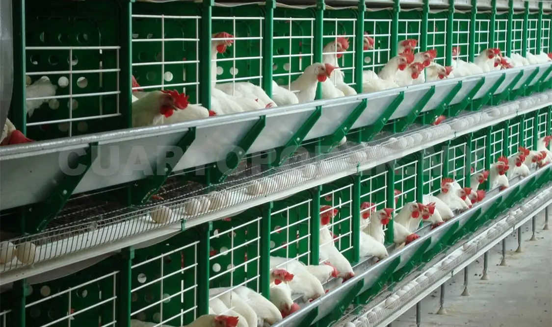 Avicultores piden aranceles a pollo de EU