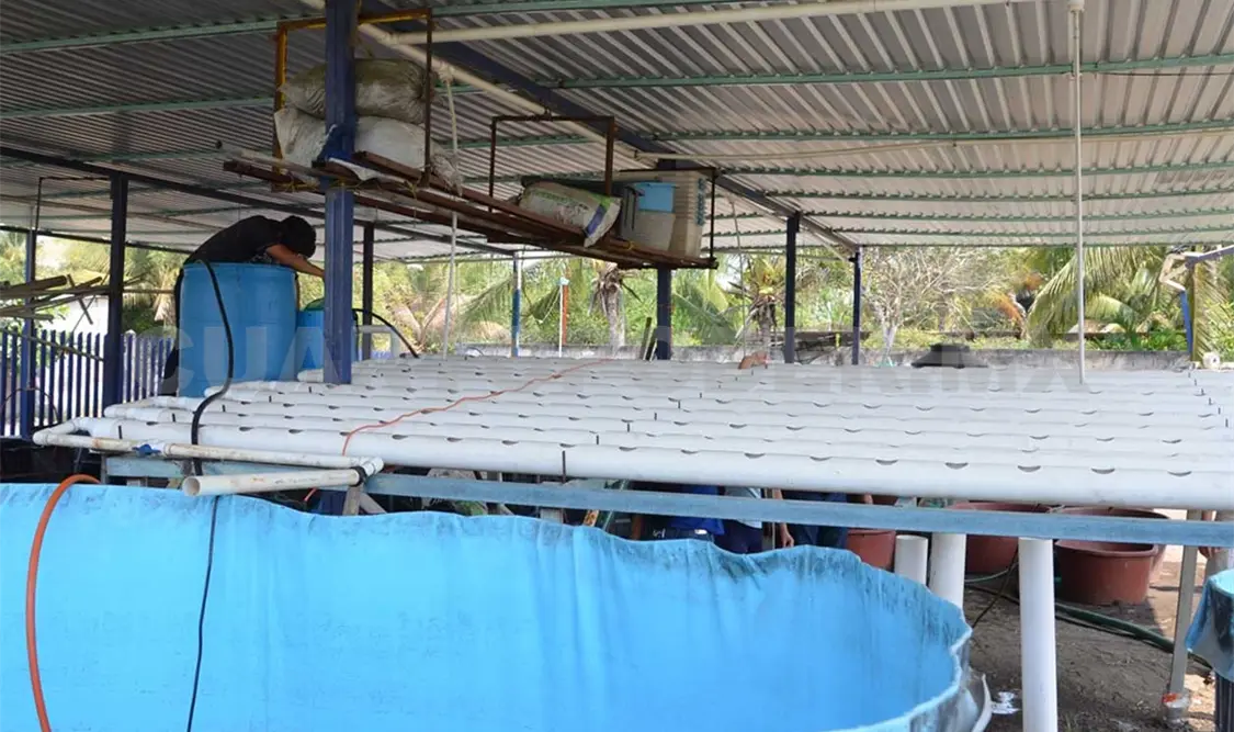 Desarrollan el proyecto Cultivo de Acuaponia