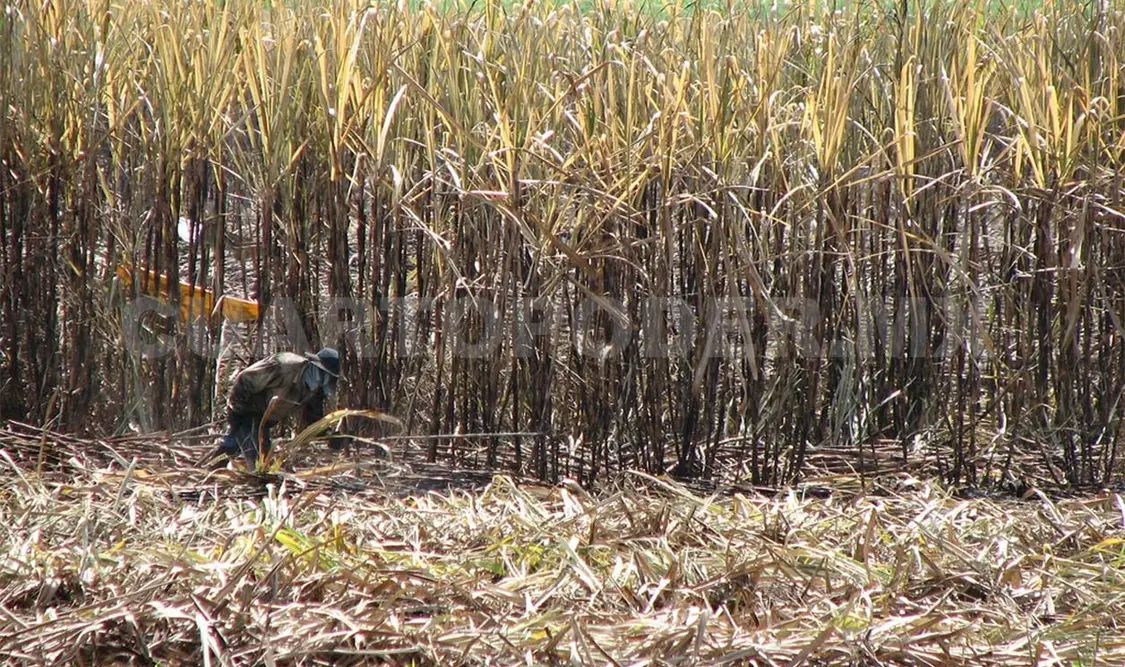 Cañaverales siniestrados por falta de vigilancia