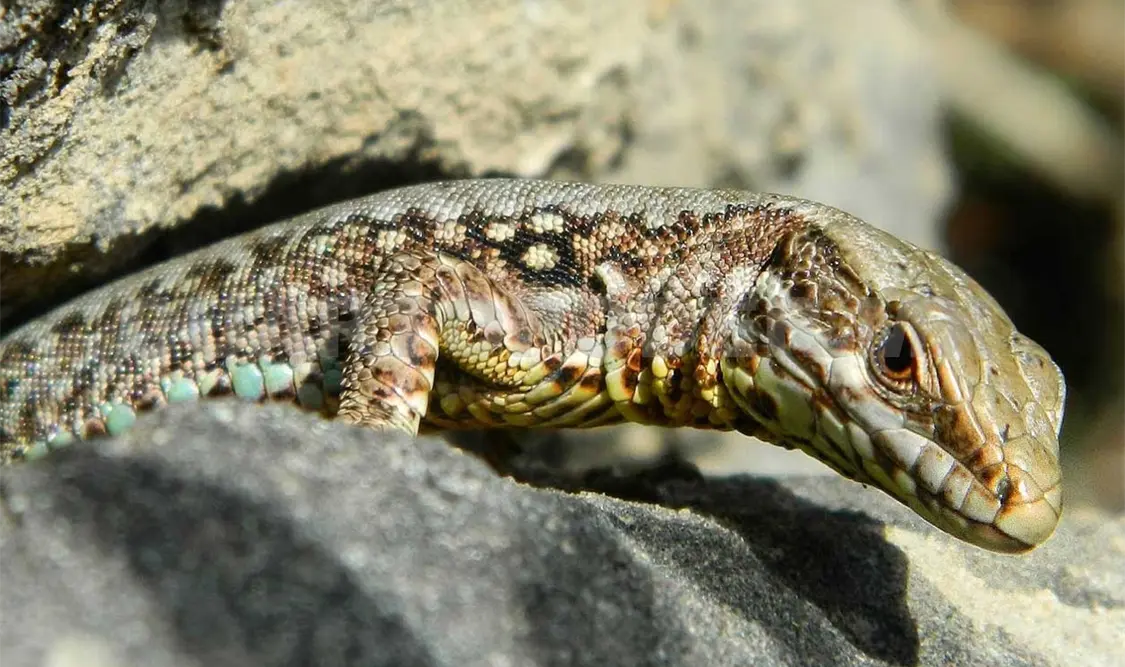 Al existir altas temperaturas, las lagartijas restringen sus actividades y pasan más tiempo escondidas. Agencias