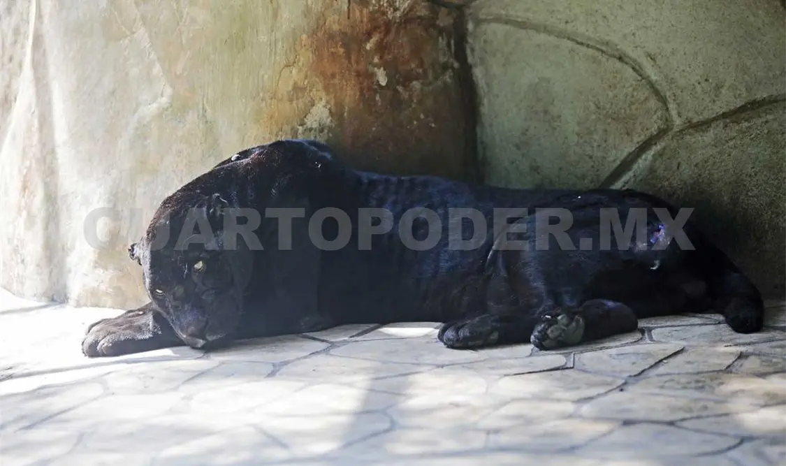 Con 24 años, el felino, desde el pasado mes de enero comenzó a mostrar menos actividad y problemas físicos. Agencias