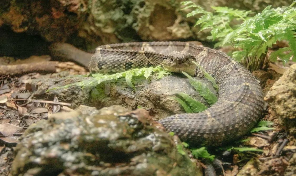 Garantizan antídotos contra animales ponzoñosos