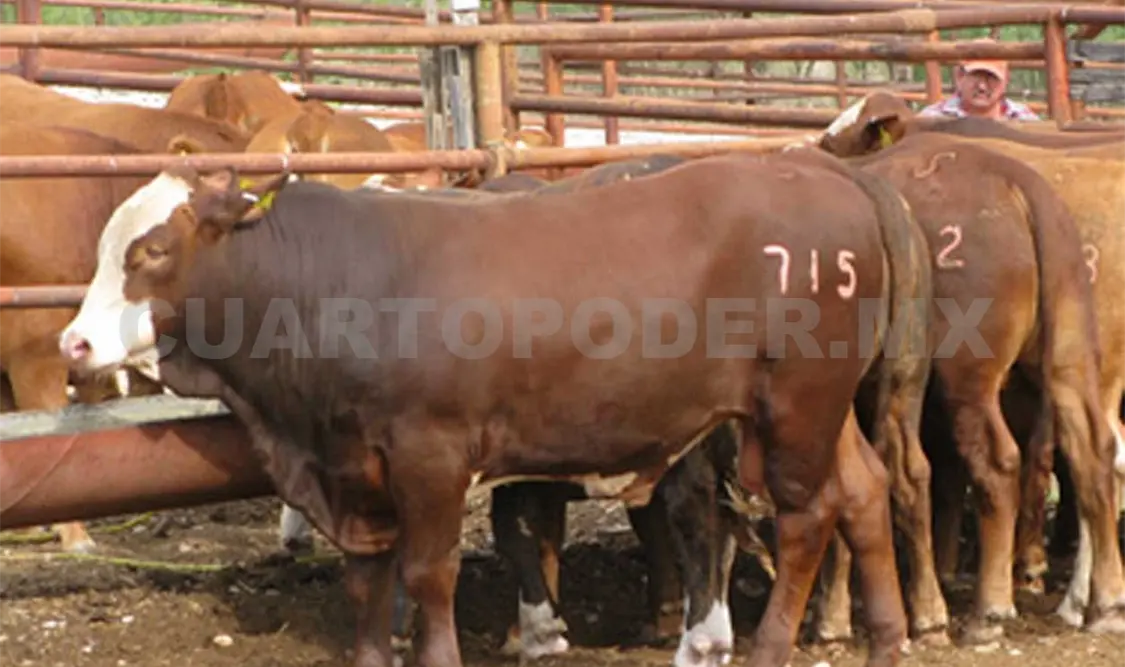 Toda la entidad cuenta con vacas y becerros de calidad. Noel Vázquez / CP