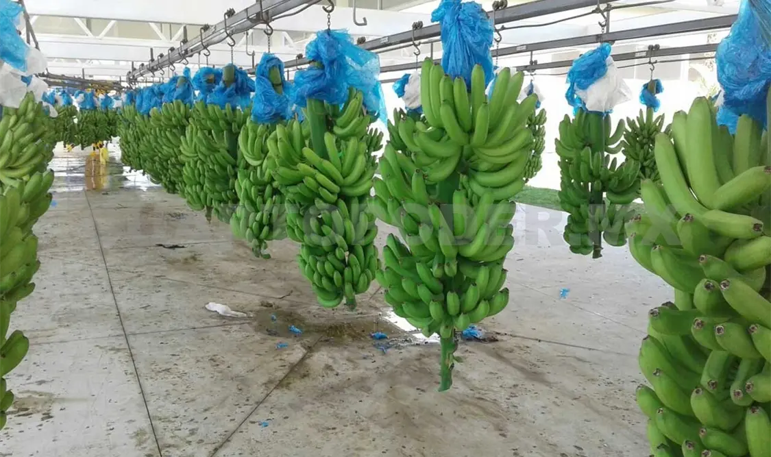 Exportaciones de banano, en riesgo