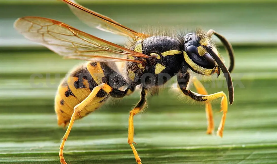 Esta avispa forma parte de la familia Vespa mandarinia. Agencias