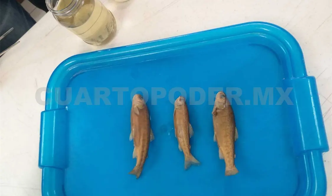 Identifican en Chiapas 300 especies invasoras