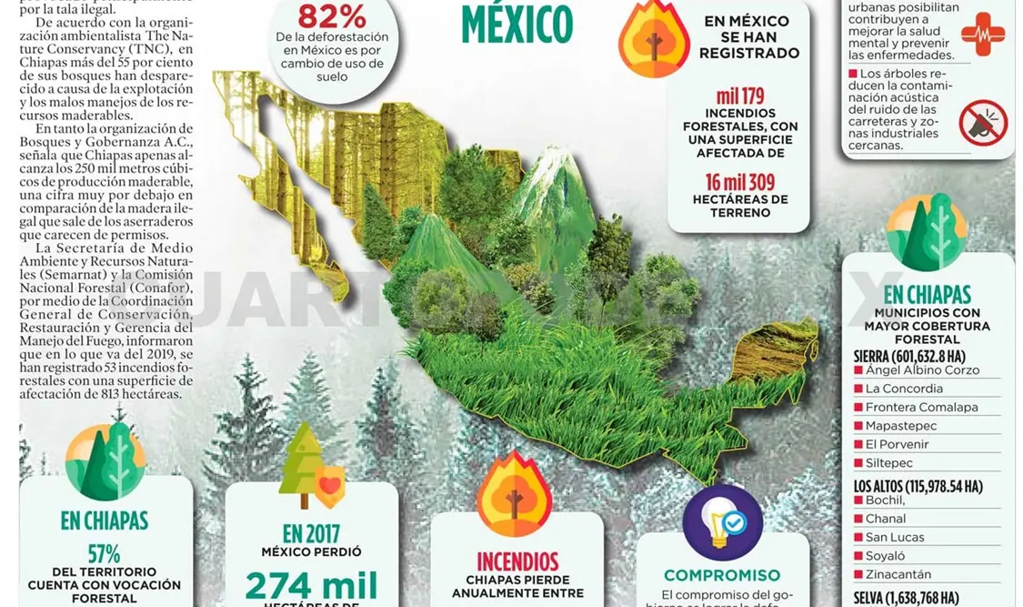 Dia Internacional de los Bosques