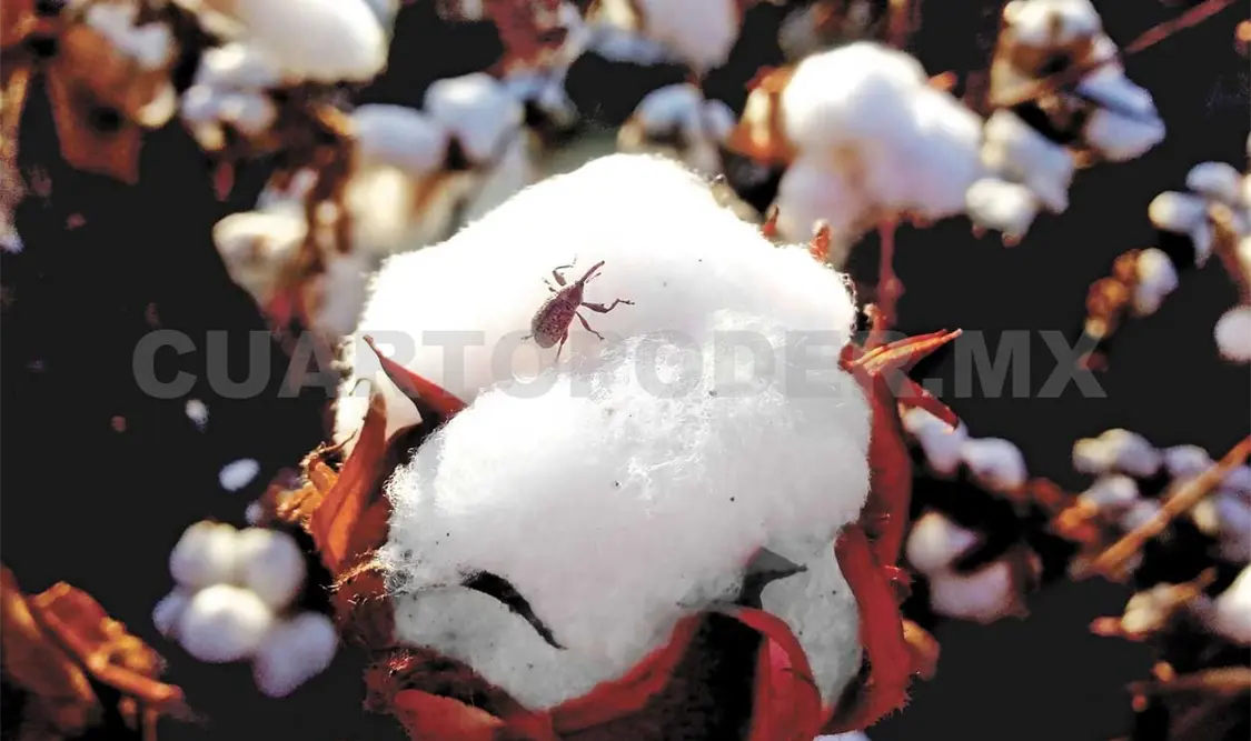 Pesticidas permanecen por décadas en suelos