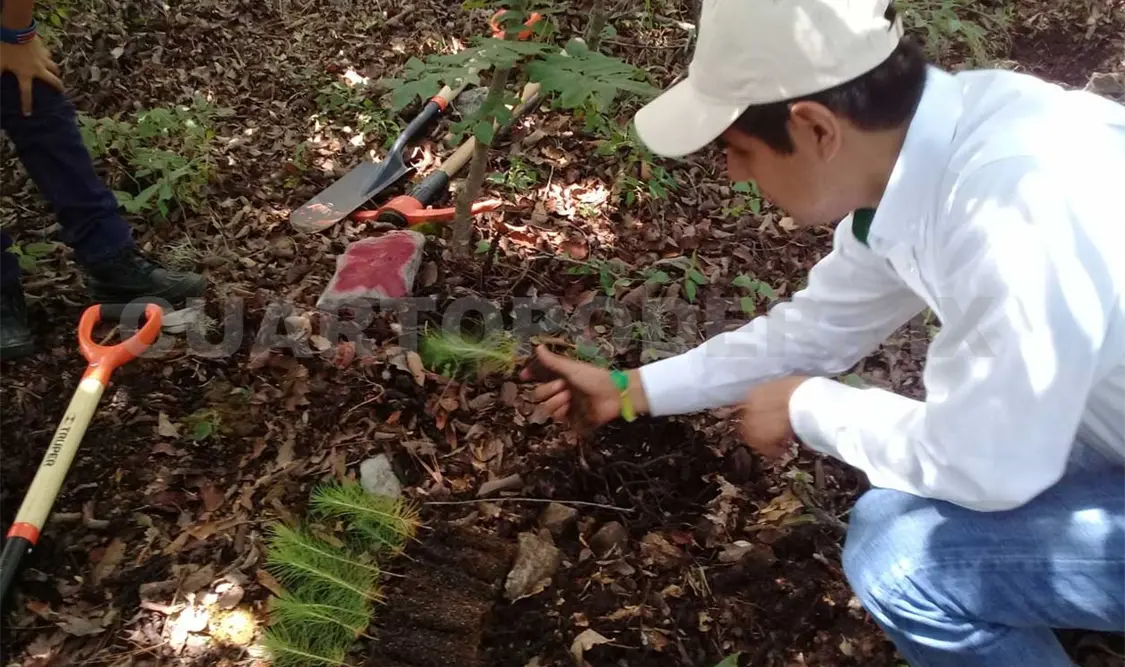 Aportan propuestas para Ley de Desarrollo Forestal
