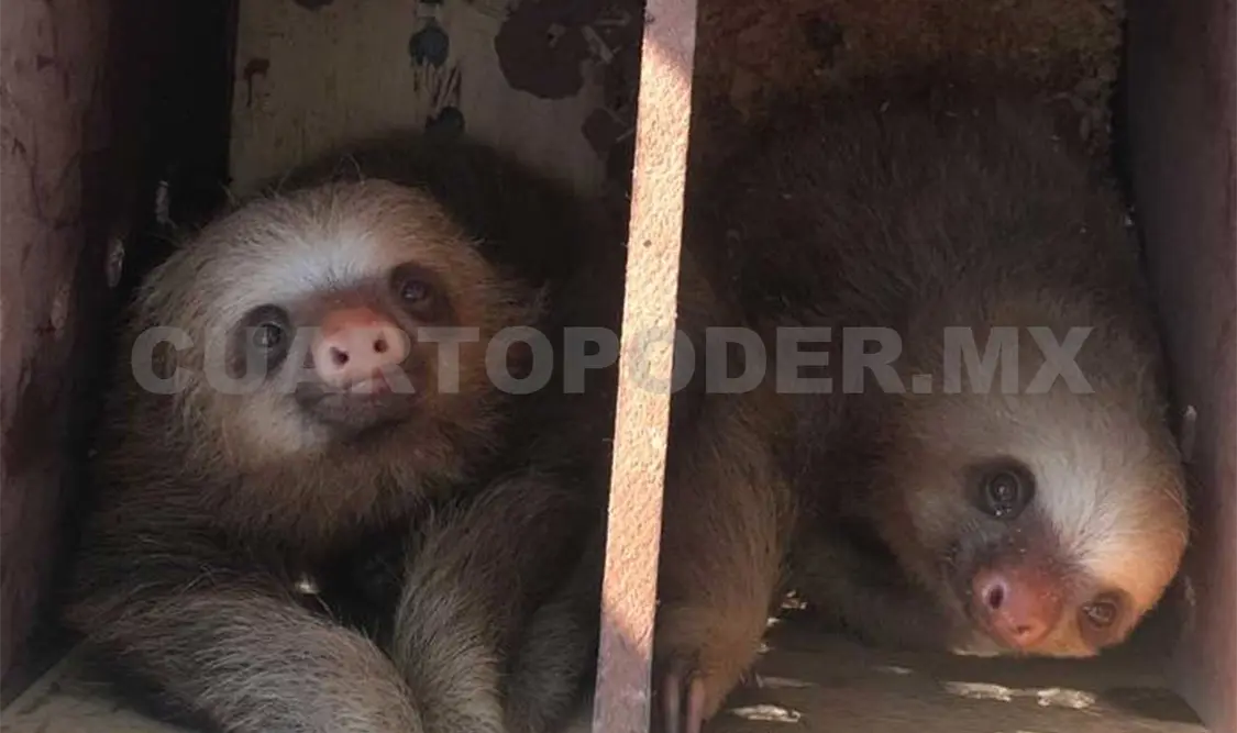 Aseguran monos y osos perezosos