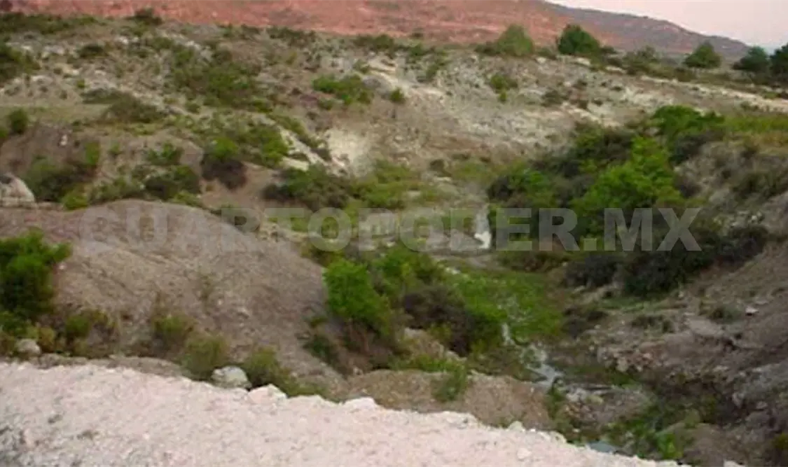 El árbol de mujú puede rescatar el campo