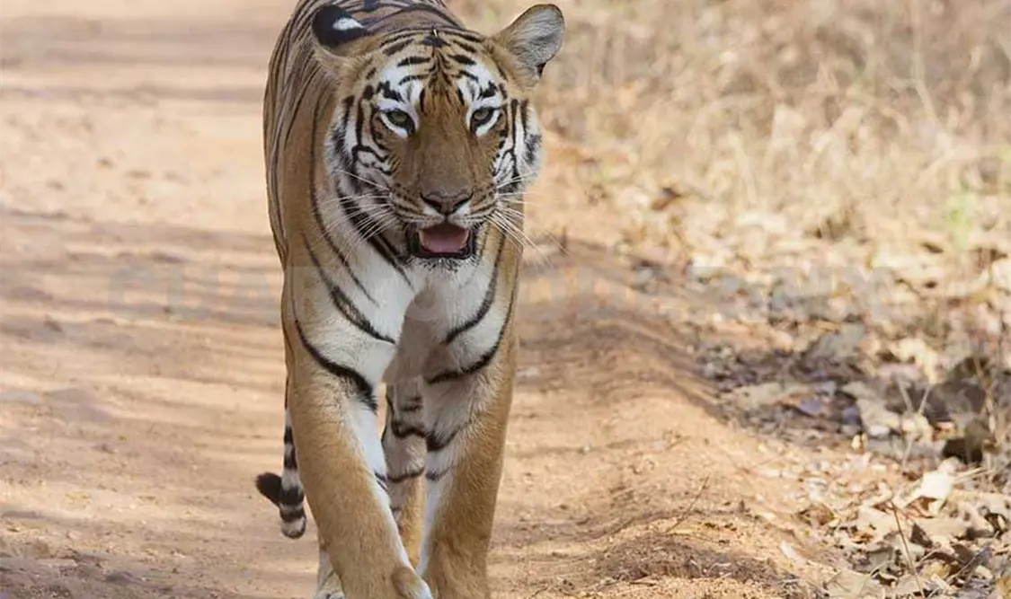 Muere Shere Khan, el tigre de bengala