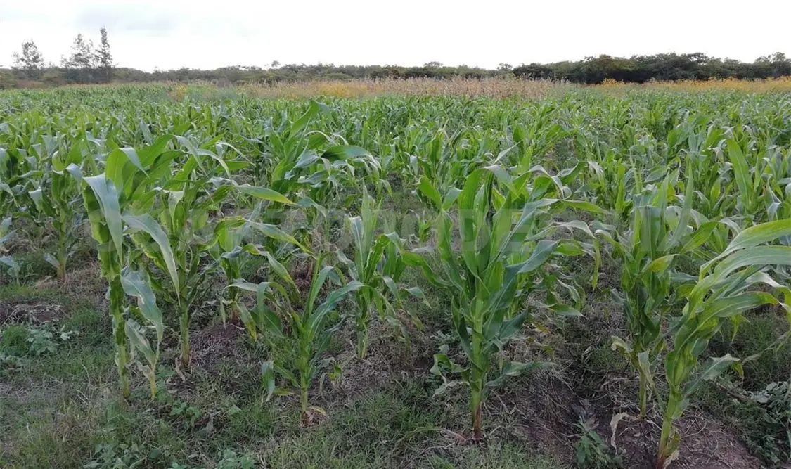 Apuestan al rescate del campo chiapaneco