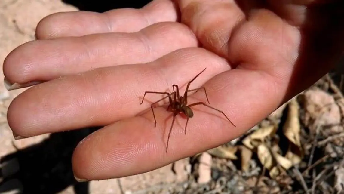 Araña violinista ya causó la muerte de una persona en Chiapas. Cortesía