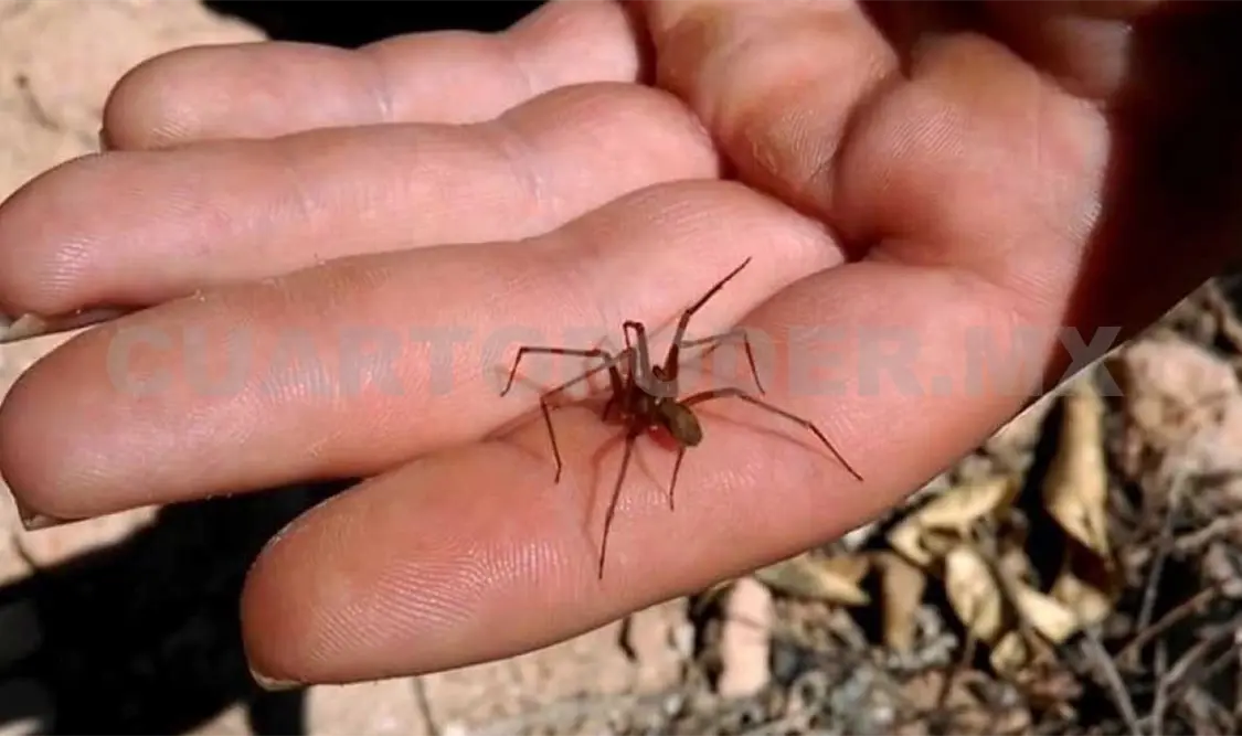 Chiapas a la cabeza con más especies de arañas