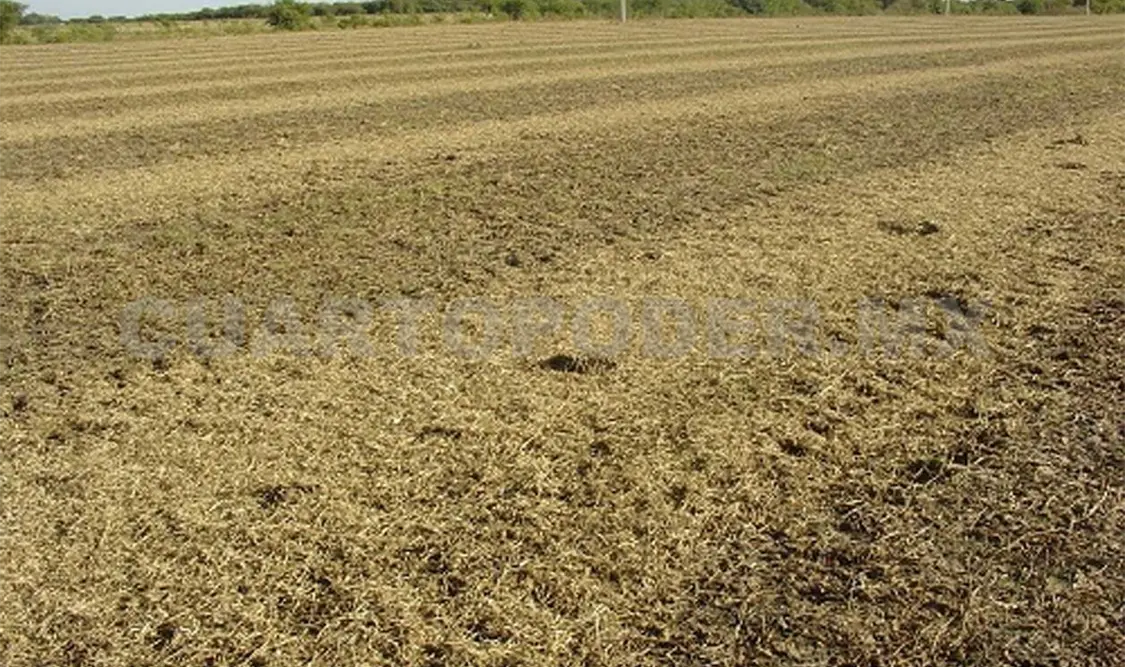 Agroquímicos debilitaron al campo chiapaneco