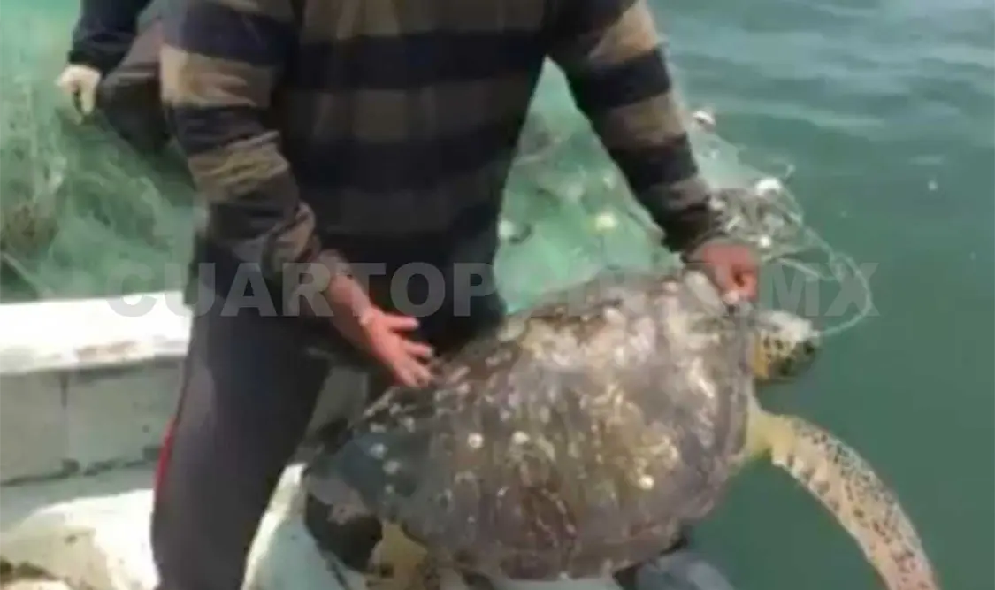 Pescador libera a tortuga
