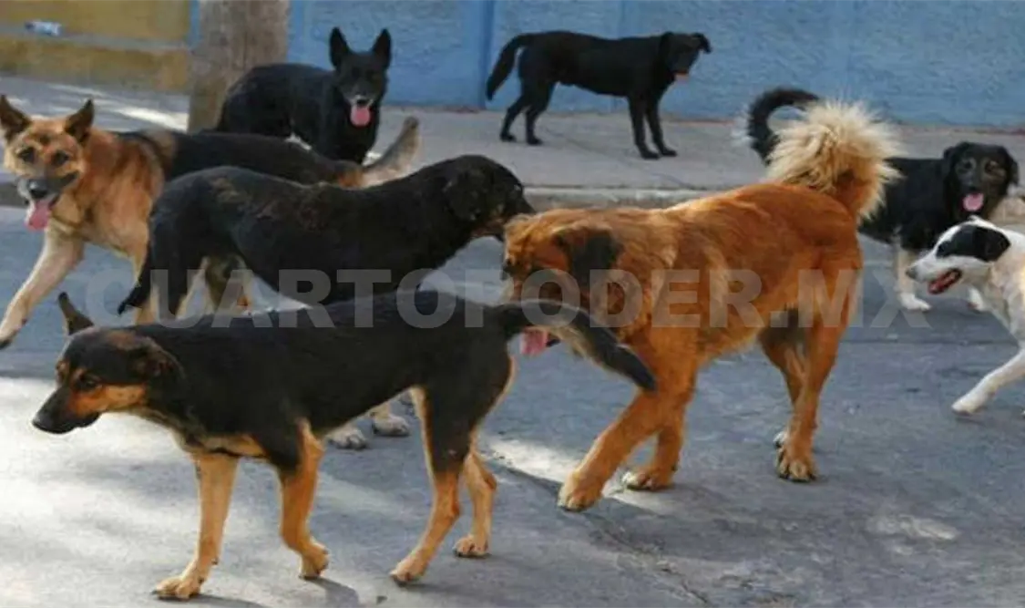 En Tuxtla prevalece el abandono de perros. CP