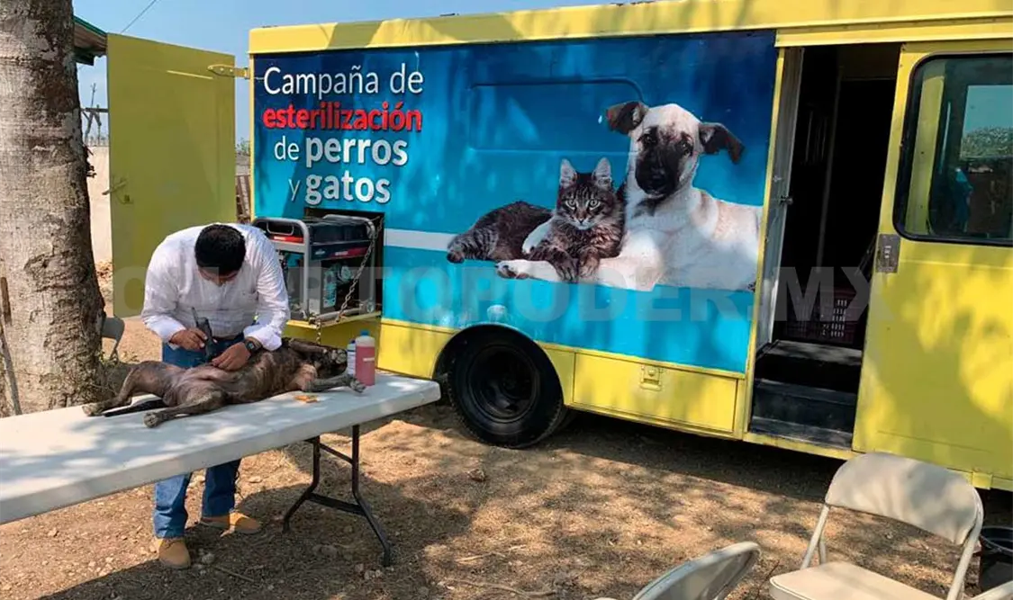 Esterilizan a perros y gatos abandonados en invasiones